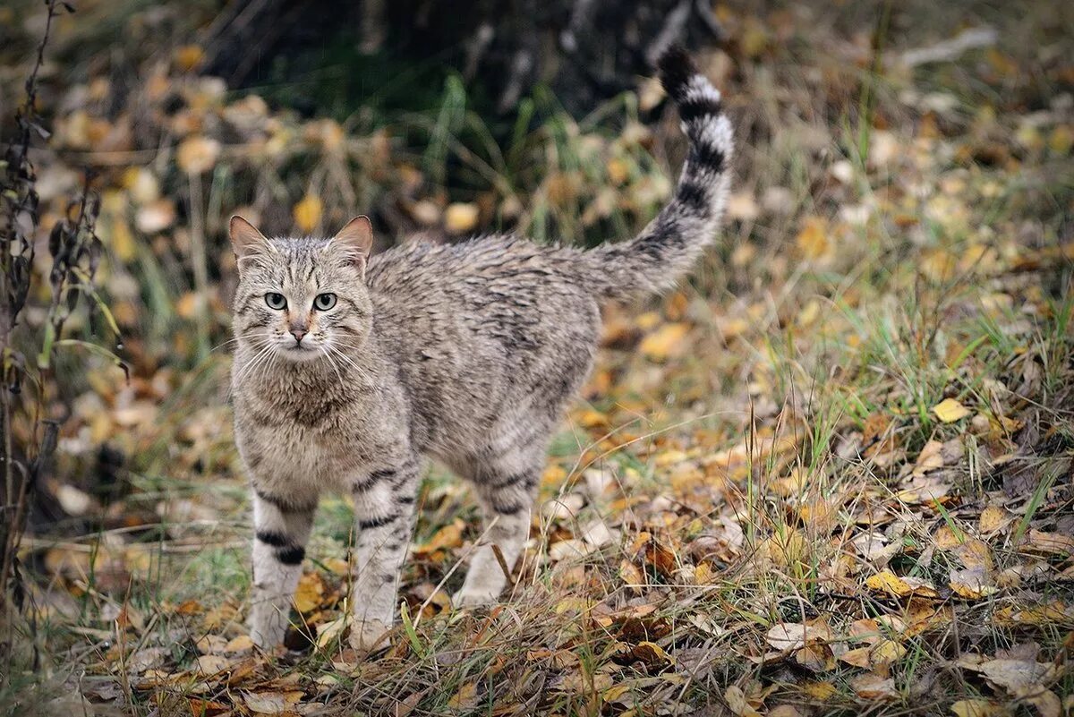 Лесной кот Felis Silvestris. Тебердинский заповедник Кавказская Лесная кошка. Шотландская Лесная кошка. Лесной кот Краснодарского края.