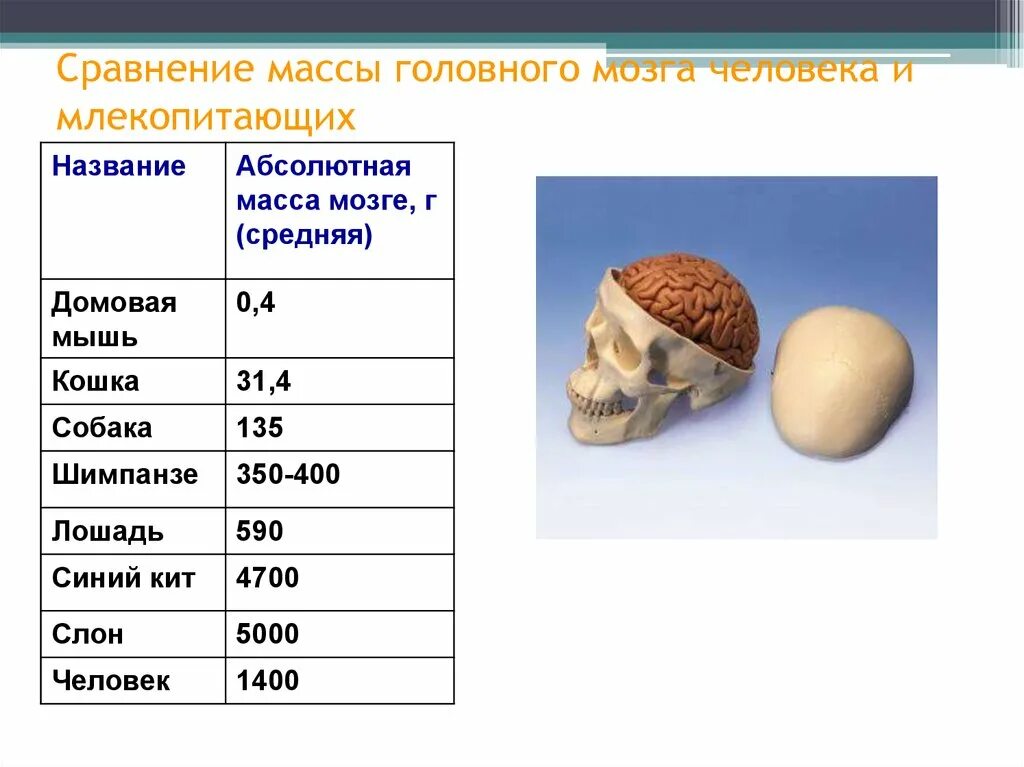 Какой вес мозга человека. Средняя масса мозга. Масса головного мозга человека. Средняя МКСА головного мозга.