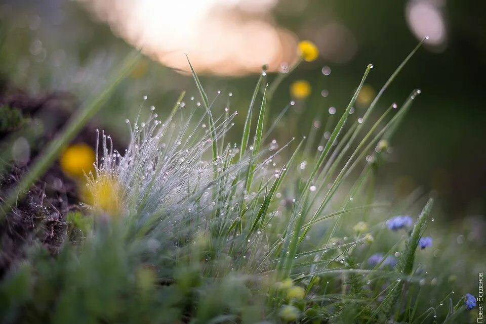 весенняя свежесть. весенняя свежесть. ландыш. весенняя свежесть. утро весна.