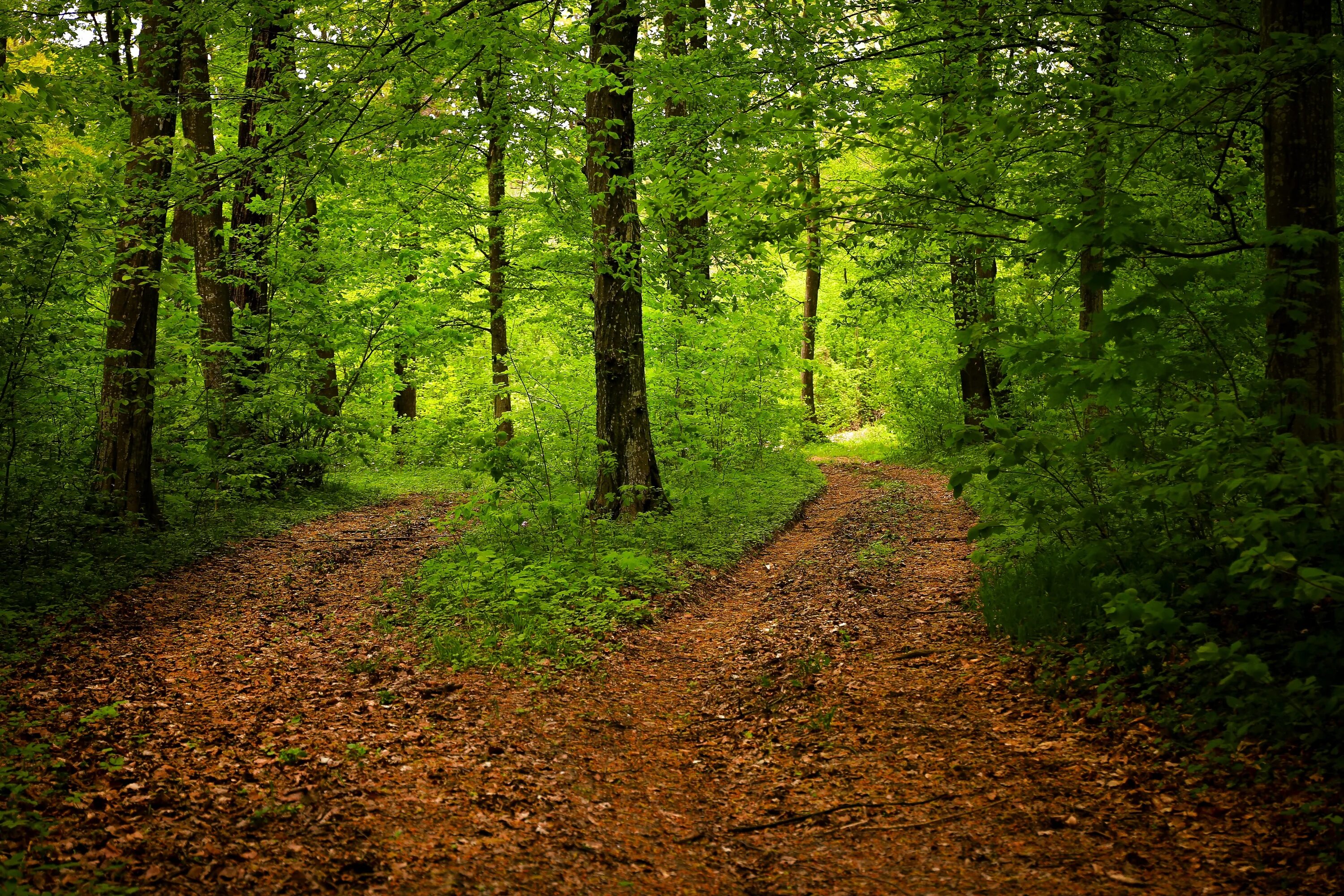 Path road way