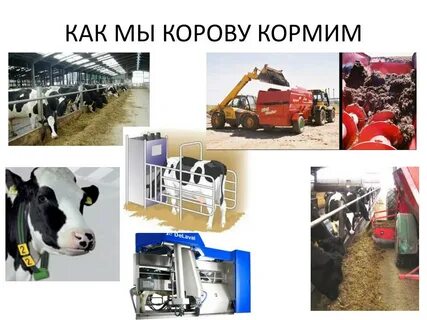 К чему снится кормить корову