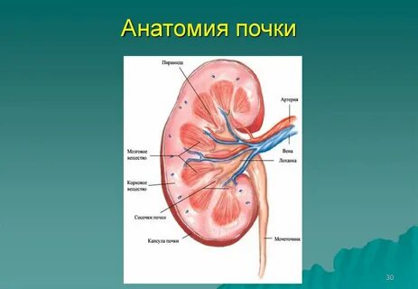 Почки найди почки