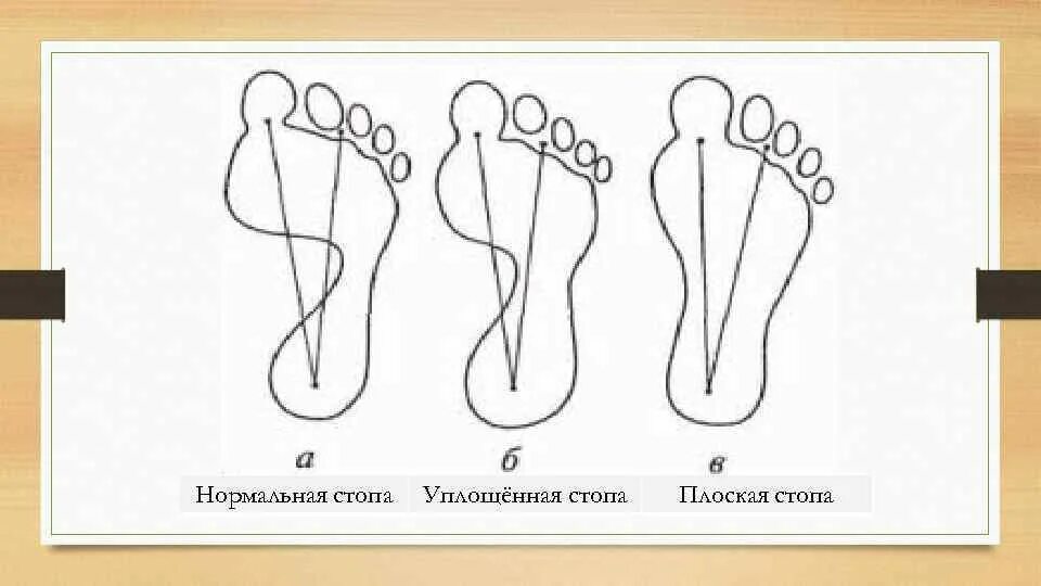 1 3 стопы. 1 3 стопы