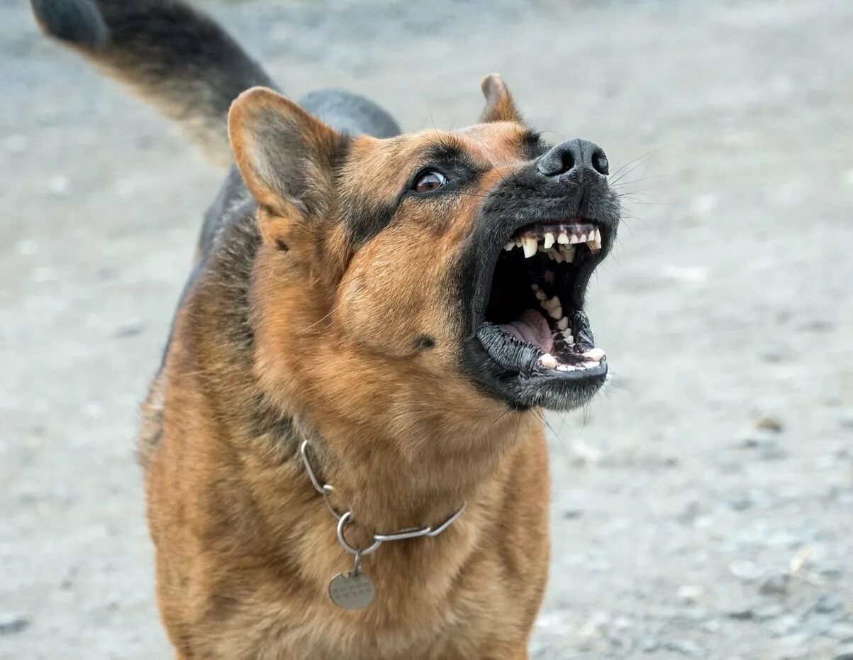 Немецкая овчарка лает. Злая собака. Агрессивная собака.