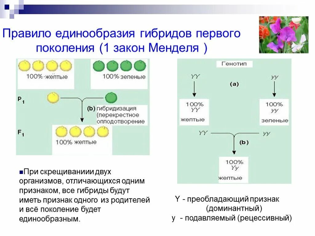 Первое правило гибридов первого поколения