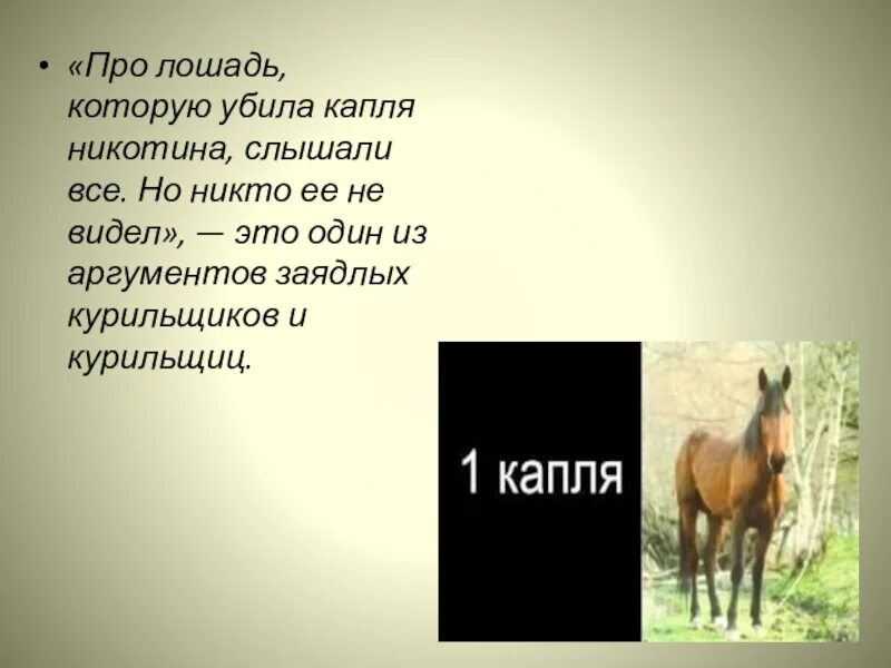 Слово без коня. Капля никотина убивает лошадь. Предложение про лошадь. Вопросы про лошадей. Рассказ о лошади.