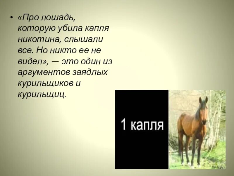 Капля никотина убивает лошадь. Предложение про лошадь. Вопросы про лошадей. Рассказ о лошади.