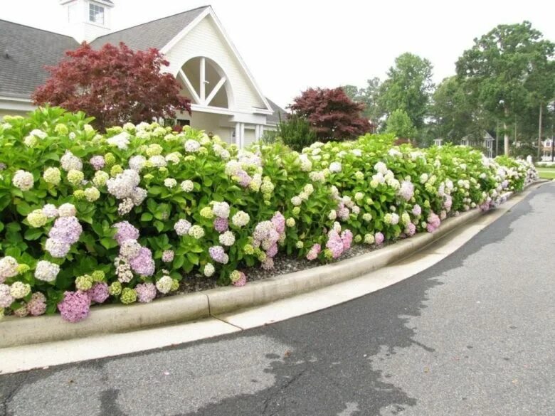 Blue and White Hydrangeas Hamptons Garden Beautiful hydrangeas, Front yard lands