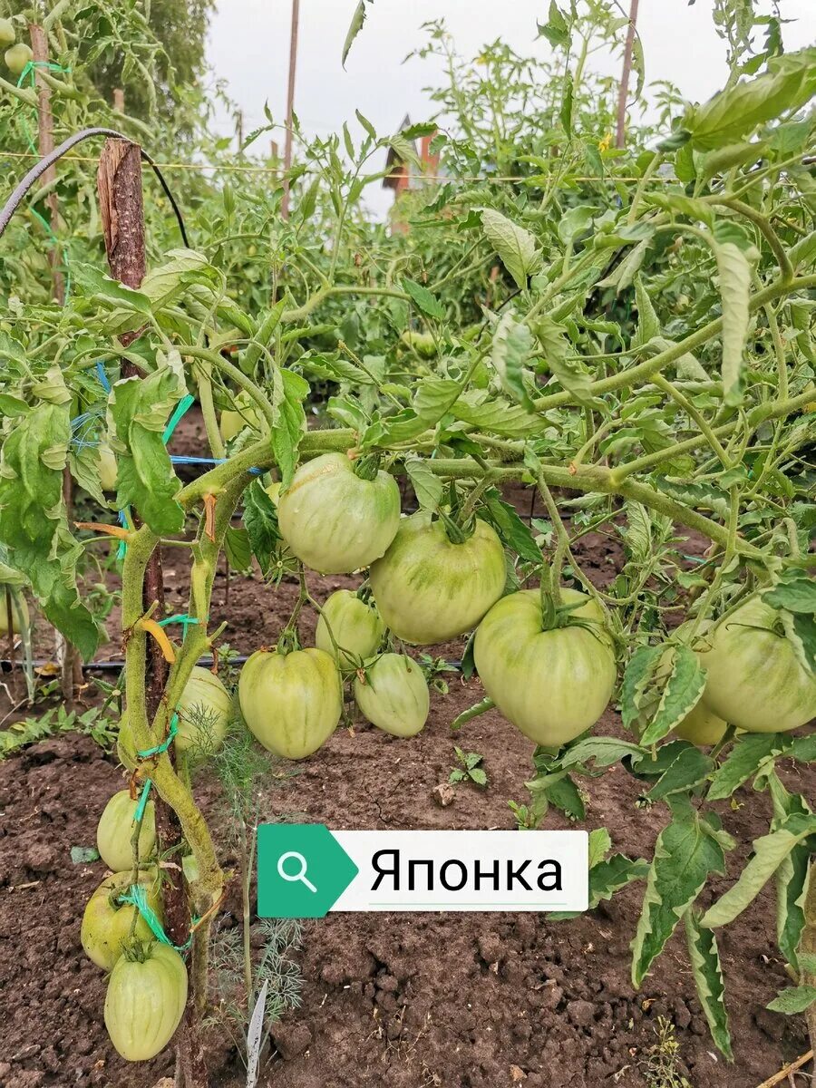 Огородник из рязани сорта томатов. Урожайные помидоры. Рязанские помидоры. Рязанский томат.