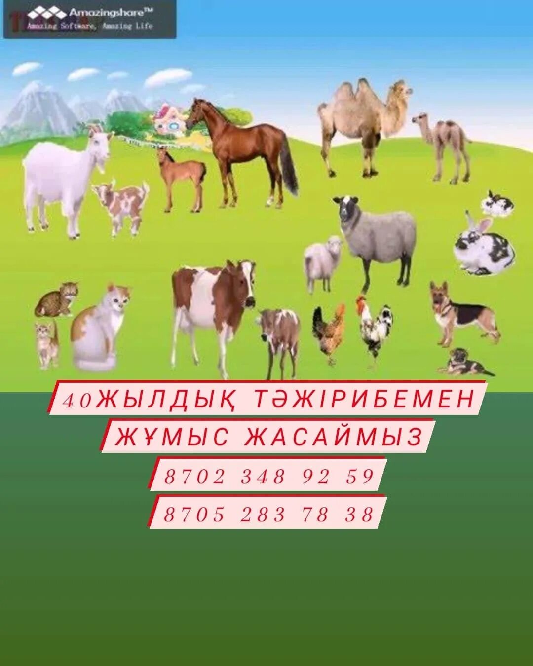 Үй жануарлары картинка. Дидактикалык материал. Үй жануарлары суреттері балаларға арналған. Төл мал. Животные по казахскому.