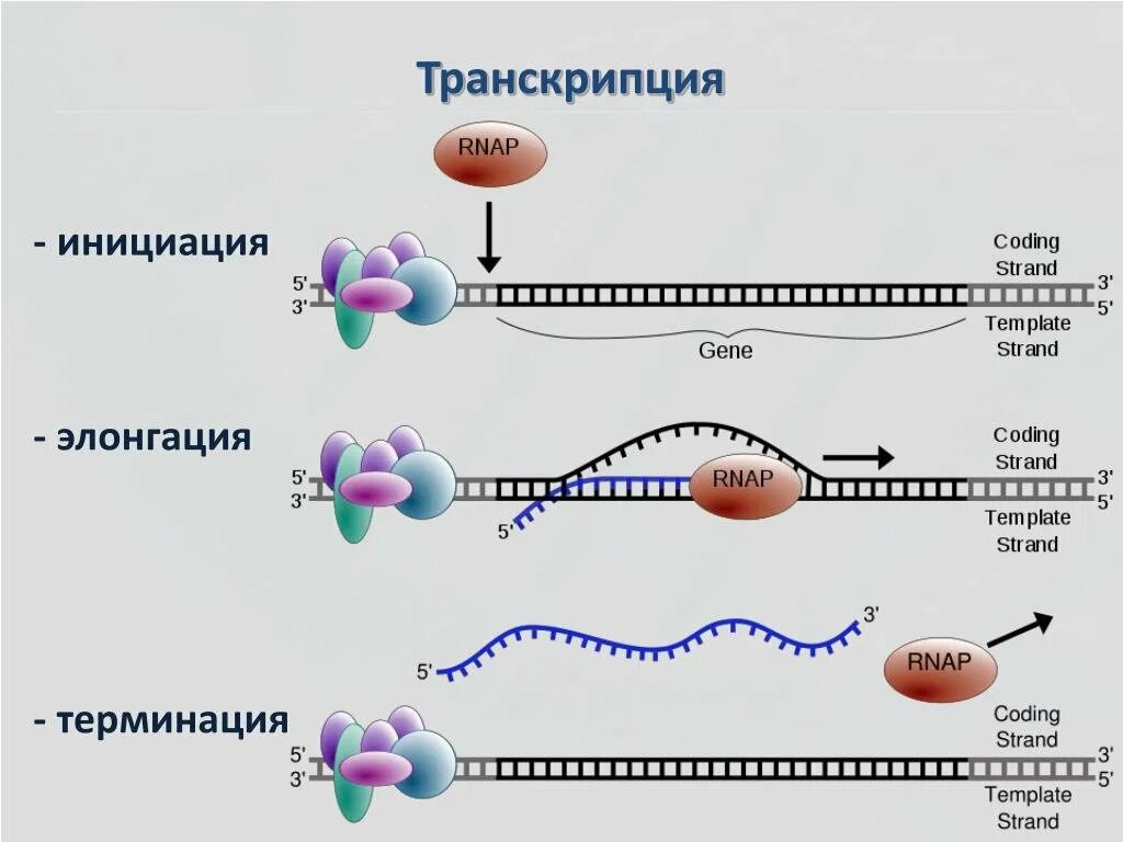 Транскрипция атф. Этапы трансляции биосинтеза белка инициация элонгация терминация. Этапы трансляции инициация элонгация терминация. Схема процесса транскрипции. Инициация элонгация терминация схема.