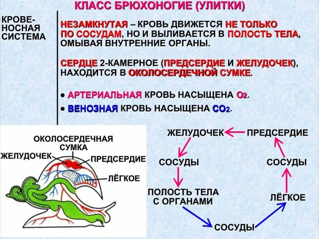 Кровеносная система брюхоногих моллюсков 7 класс. Кровеносная система брюхоногих моллюсков 7 класс биология. Характеристики строение брюхоногих моллюсков. Моллюски строение презентация. Отделы брюхоногих