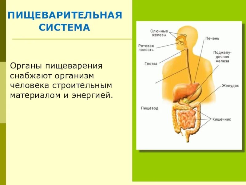 Пищеварительная система человека схема 3 класс окружающий мир. Пищеварительная система схема начальная школа. Пищеварительная система человека 4 класс окружающий мир схема. Система пищеварения человека 3 класс окружающий мир схема. Питание основные органы