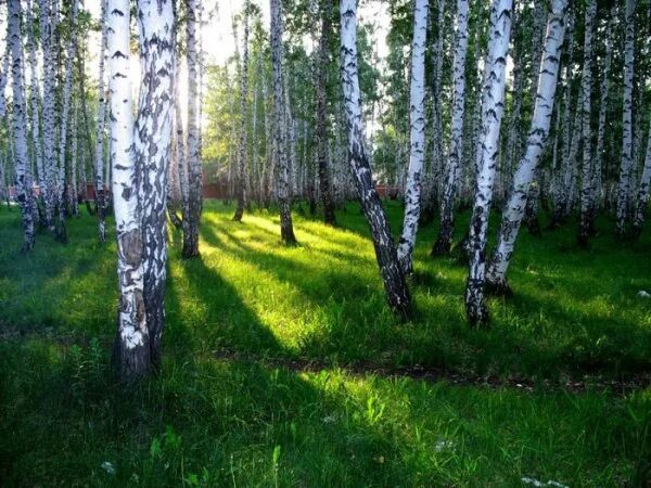 Веб роща. Берёзовая роща ивановская область. березовые рощи марий эл. березовая роща челябинск. пермский край березовые рощи.
