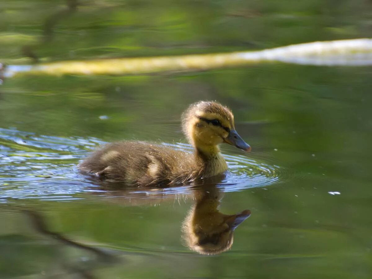 Tufted Duck (Aythya fuligula). Birds of Siberia.