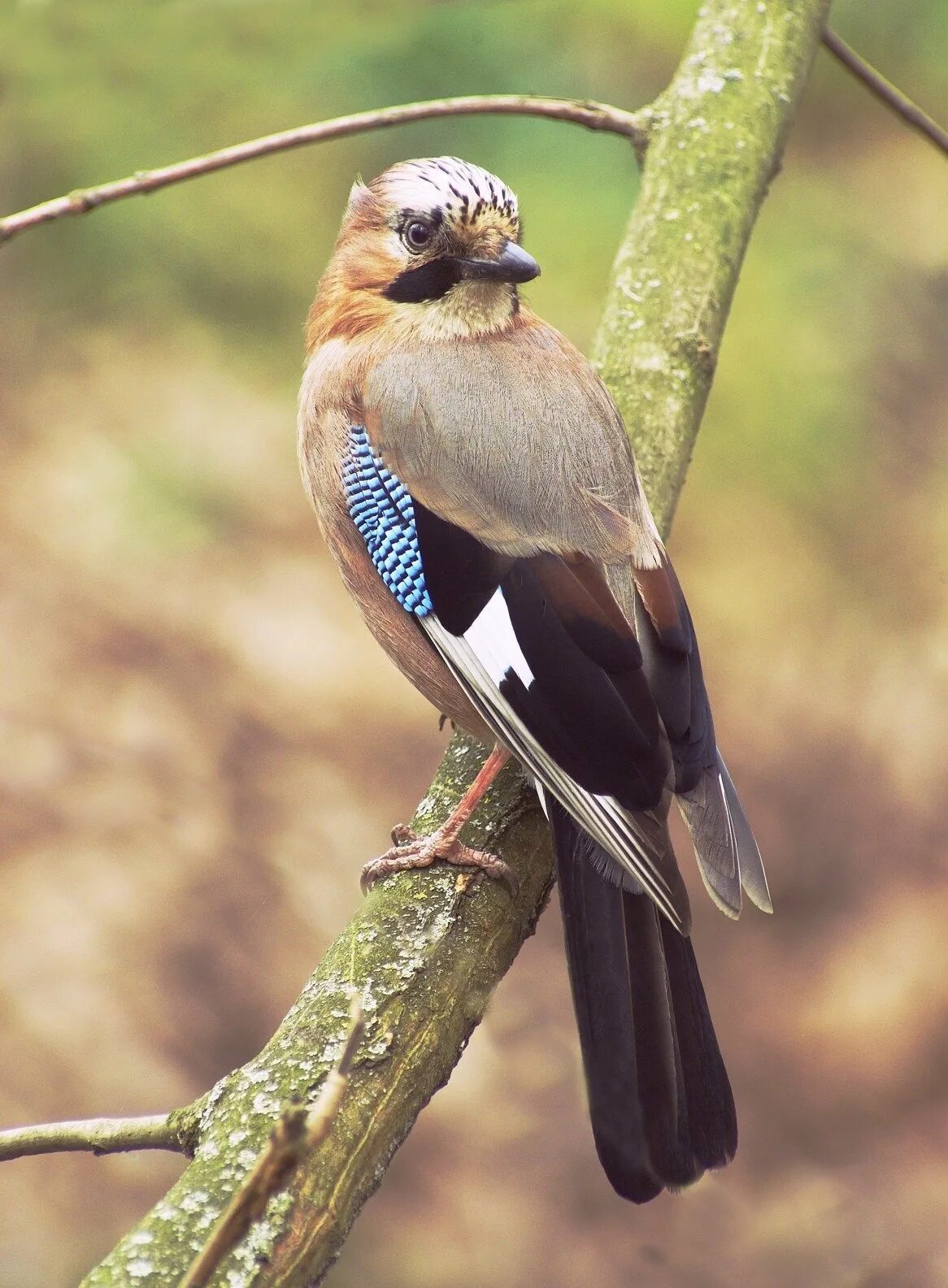 Сойка обыкновенная garrulus glandarius. Сойка пересмешница птица. Птица Сойка Крымская. Сойка хохлатая. Какая птица мяукает