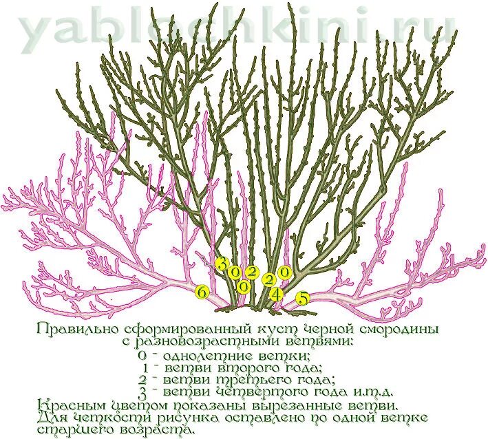 Схема обрезки крыжовника весной. Схема обрезки куста крыжовника. Схема обрезки крыжовника осенью. Весенняя обрезка крыжовника. Обрезка крыжовника для начинающих