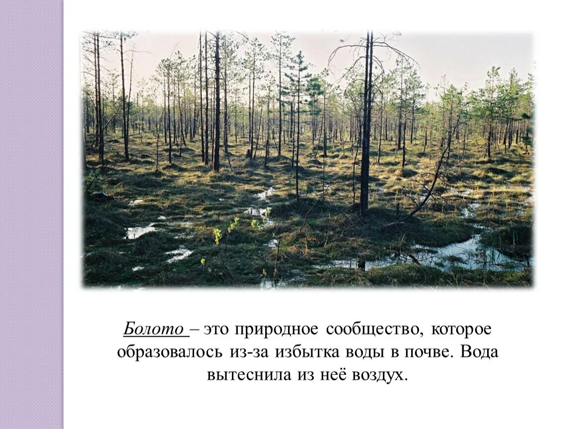 Природное образование болото. Сообщество болота. Природное сообщество болот. Сообщество болото презентация. Болто природное сообществ.