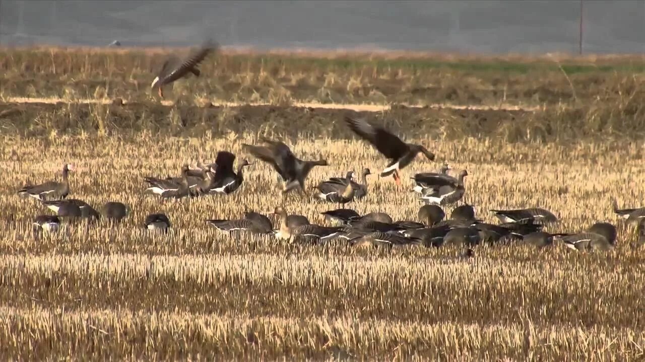 Охота гусей на полях. Дикие гуси на полях. охота на белолобого гуся. гуси на поле. дикие гуси на кормовом поле.