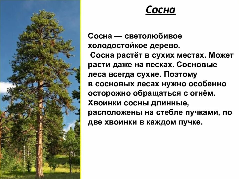 Какое дерево чаще встречается. Сосна описание дерева. описать дерево сосна. сосна краткая информация. доклад про сосну.