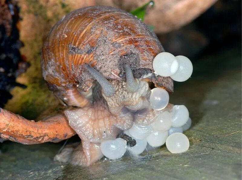 Улитка Helix pomatia. Виноградная улитка гермафродит. Яйца виноградной улитки. Улитята виноградной улитки.