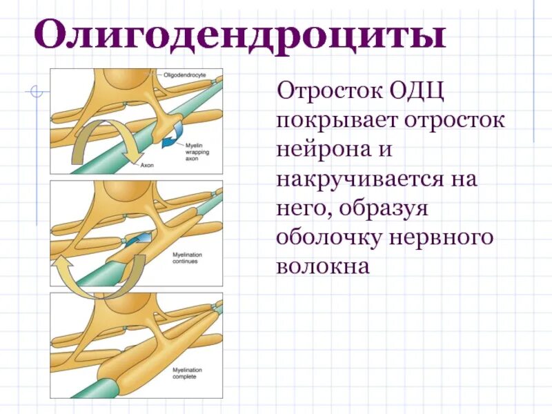 Нервные волокна - отростки покрытые. Перехват ранвье в нервном волокне. Отросток покрытый оболочкой. Регенерация нервного волокна после перерезки. Короткие и длинные отростки нейрона.