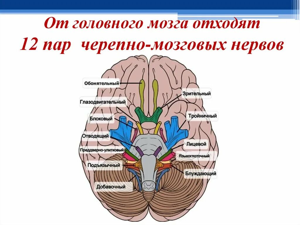 От головного мозга отходят черепно мозговые нервы. 12 Пар черепных мозговых нервов. Головной мозг 12 пар черепно мозговых нервов. Выход 12 пар черепно-мозговых нервов. Ядра 12 черепных нервов.