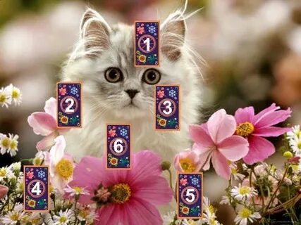 Кот нации