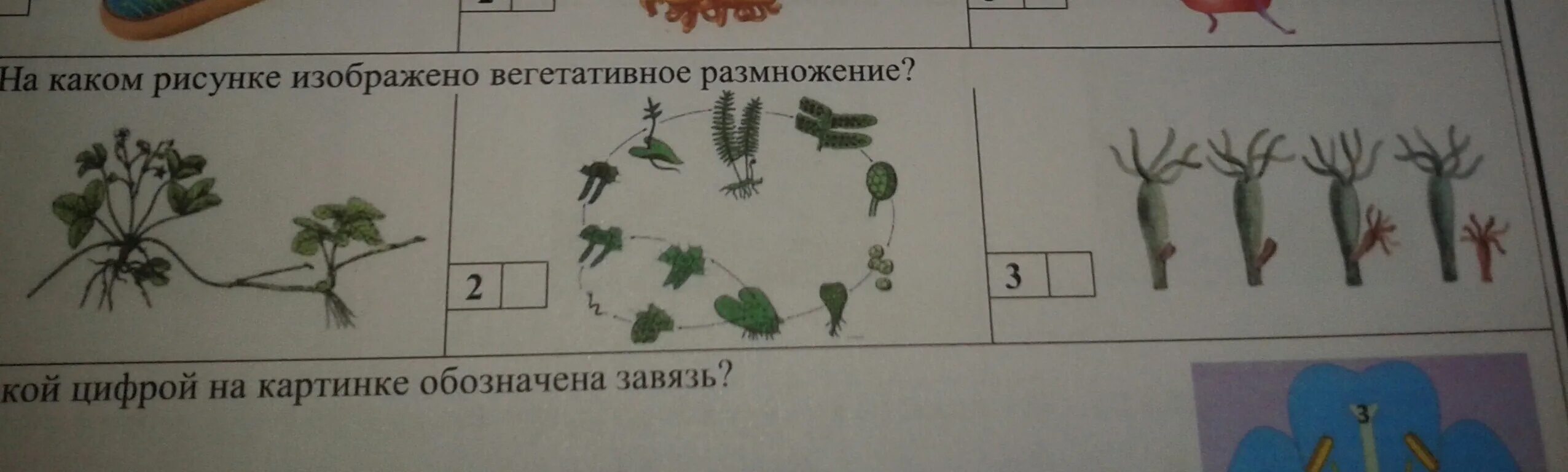 Признаки какого класса на нем изображены. Вегетативное размножение. На рисунке изображено размножение. Какое размножение изображено на рисунках. На рисунке изображен способ размножения.