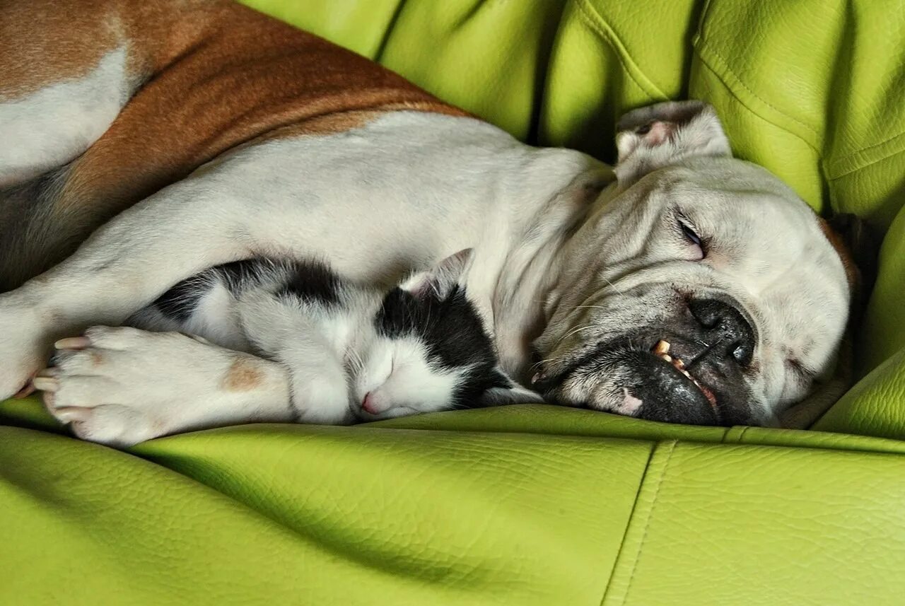 Какая нибудь спокойная. Спящие животные смешные. Какая нибудь спокойная. Какая нибудь спокойная. Nedonebo 00:52.