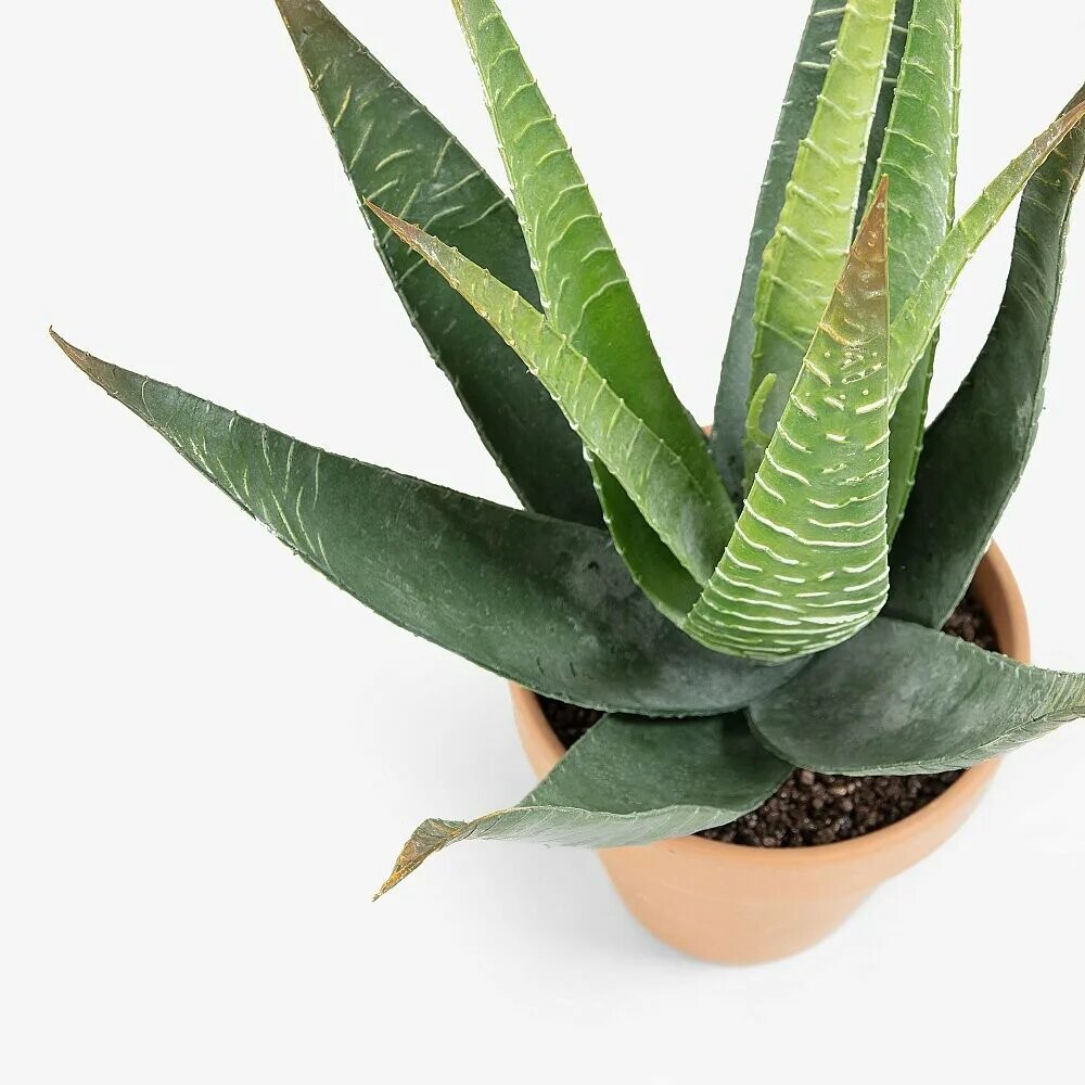 Купить алоэ в горшке в москве. Aloe Vera in Pot. Столетник в горшке. Алоэ в горшке.