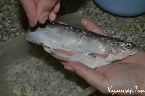 Как посолить рыбу пелядь