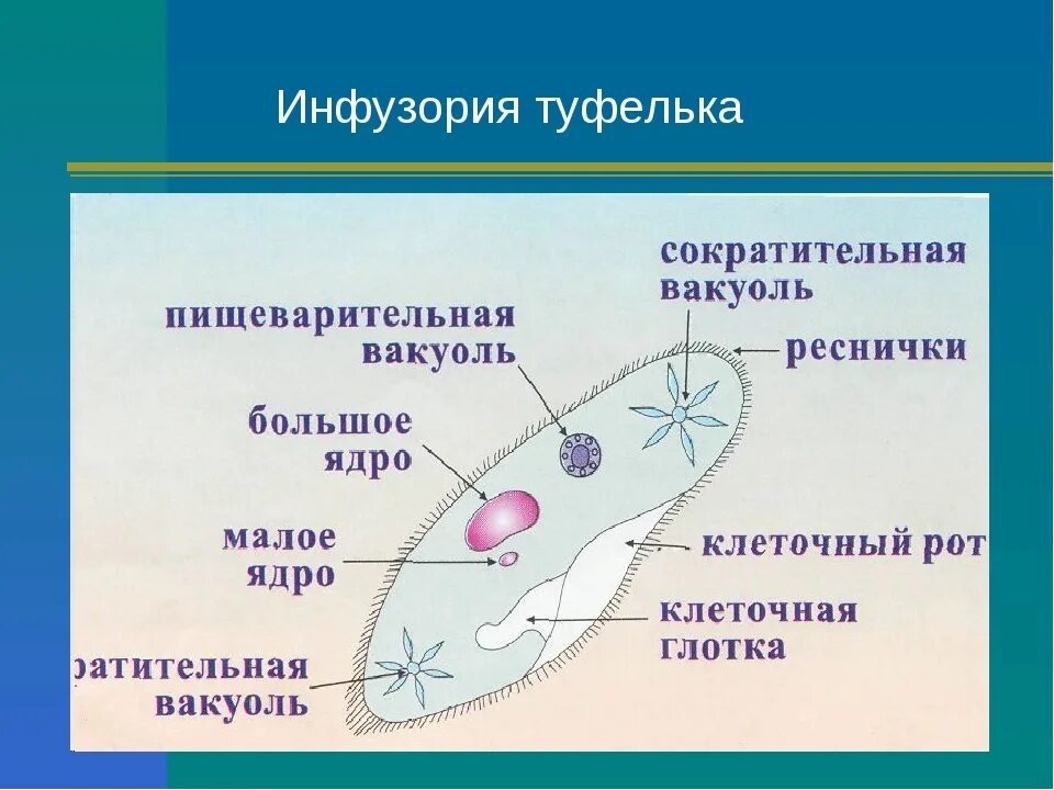 Какой метод использовал для изучения одноклеточных