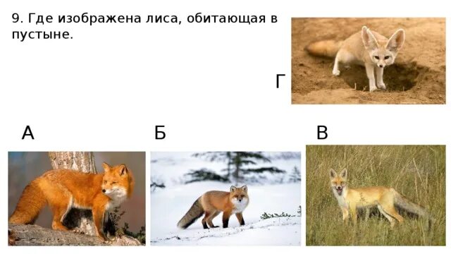 Лиса какой класс животных. Где обитает лиса. на каких материках обитают лисы. лиса где обитает страны. где в основном обитают лисы в россии.