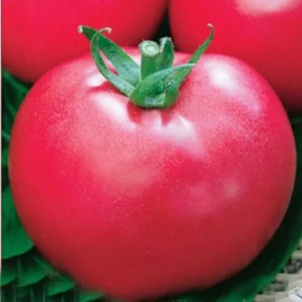 Томат розовый лидер. Семена помидор малиновое. Седек томат малиновый мясистый. Томат малиновое виконте. Гавриш томат малиновый виконте.