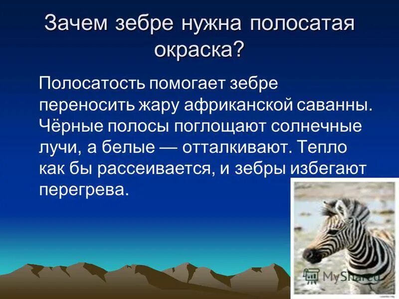 Почему у зебры не бывает стресса. Доклад про зебру. Факты о зебре. Зачем зебре полосы. Интересные факты о зебре для детей.