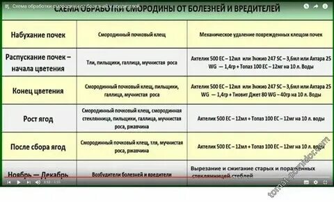 Обработка смородины осенью от вредителей железным купоросом