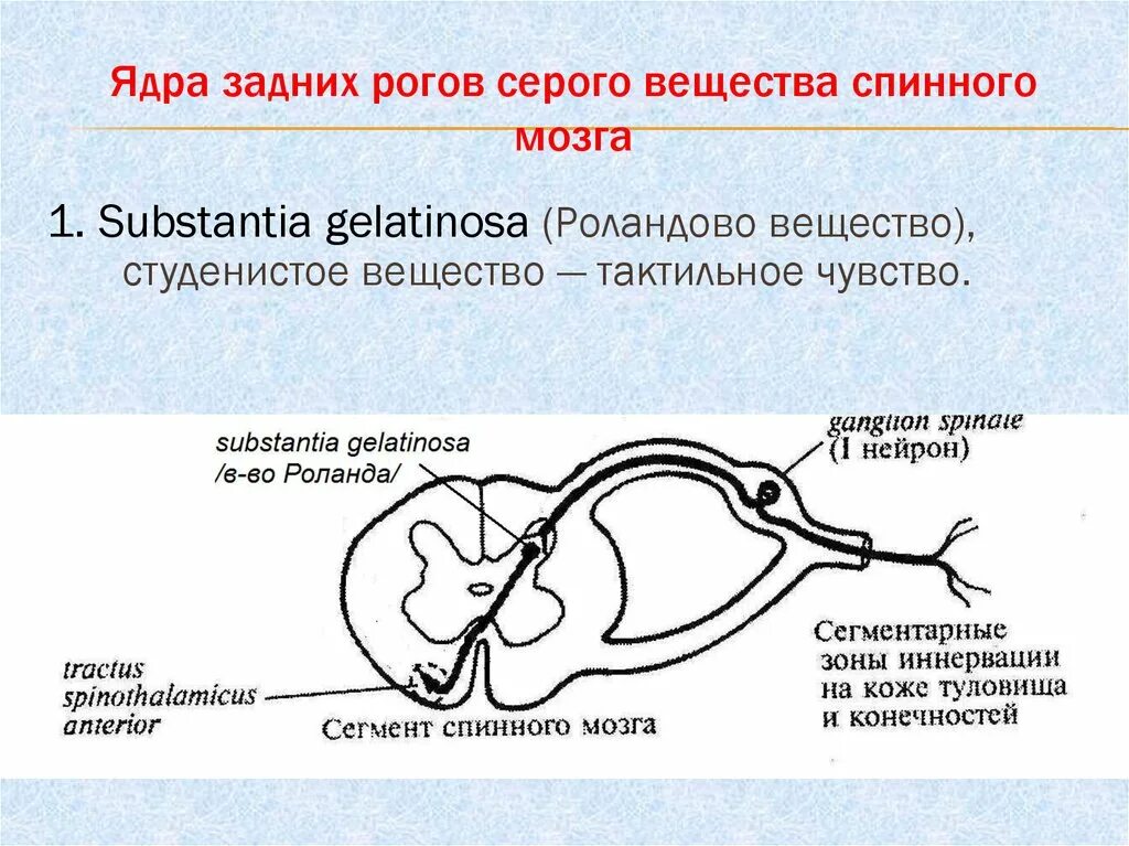 Ядра заднего рога спинного мозга. Передние и задние рога спинного мозга функции. Ядра задних Рогов. Ядра задних Рогов серого вещества.