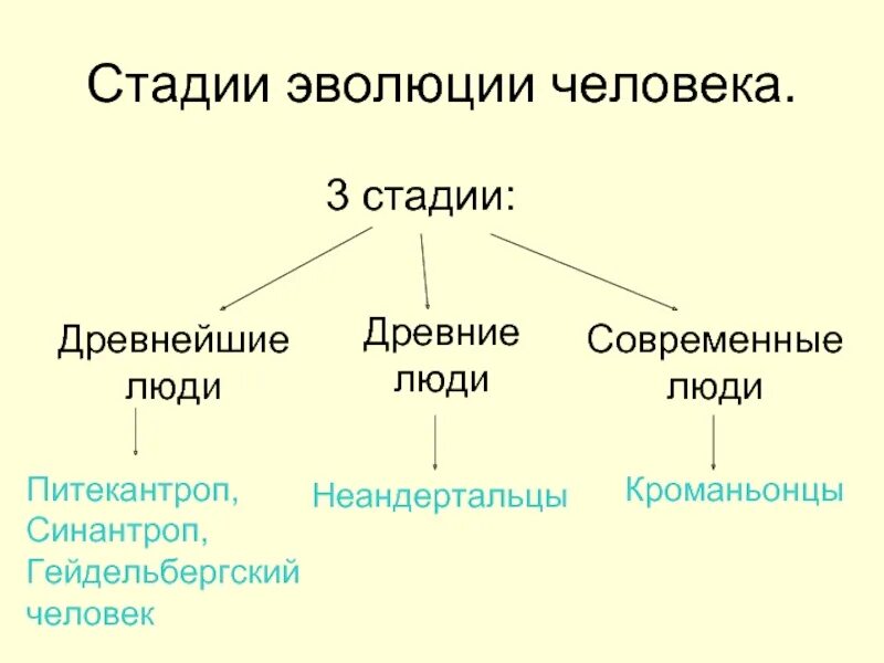 Сообщение на тему эволюция человека. Стадии эволюции человека. 3 стадии развития человека. 3 этапа эволюции человека. три стадии эволюции человека.