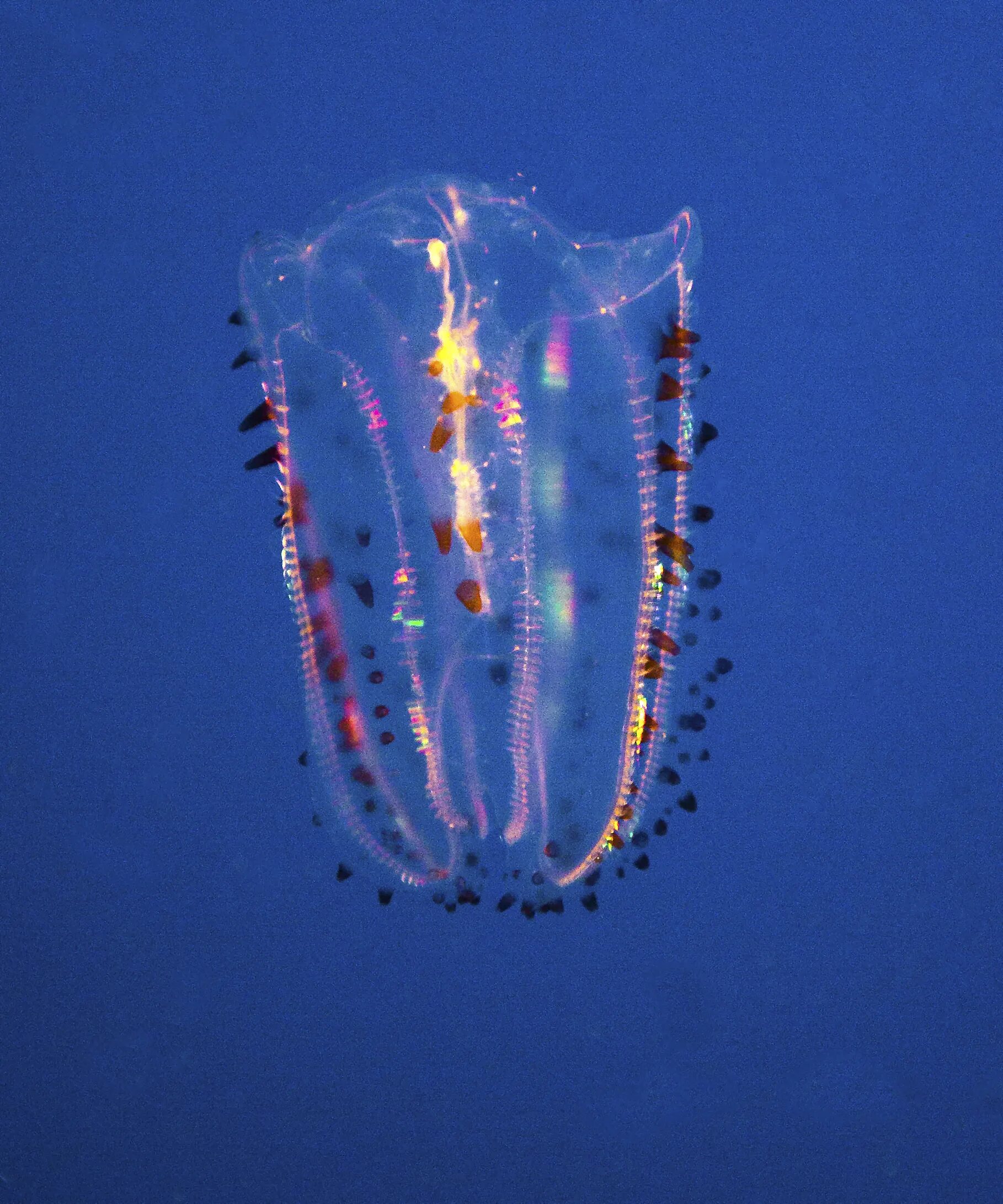Comb jellies. Comb Jelly. Bloodbelly Comb Jelly. Rabbit-eared Comb Jelly. Jelly Comb cpo05118.