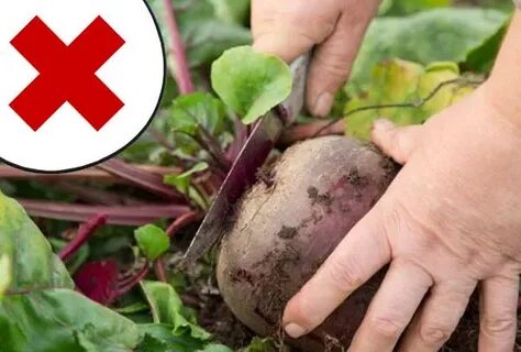 Как убирать красную свеклу