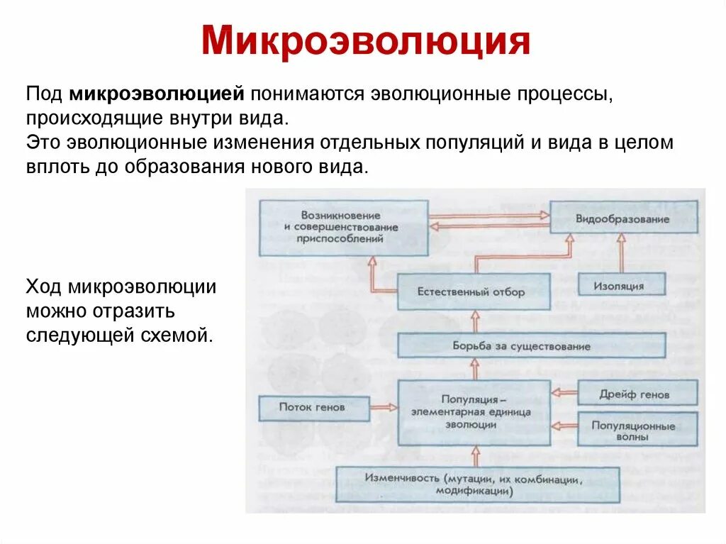 Процессы видообразования микроэволюция. Основных этапов микроэволюции.. Микроэволюция процессы. Понятие о микроэволюции. Микроэволюция виды образования.