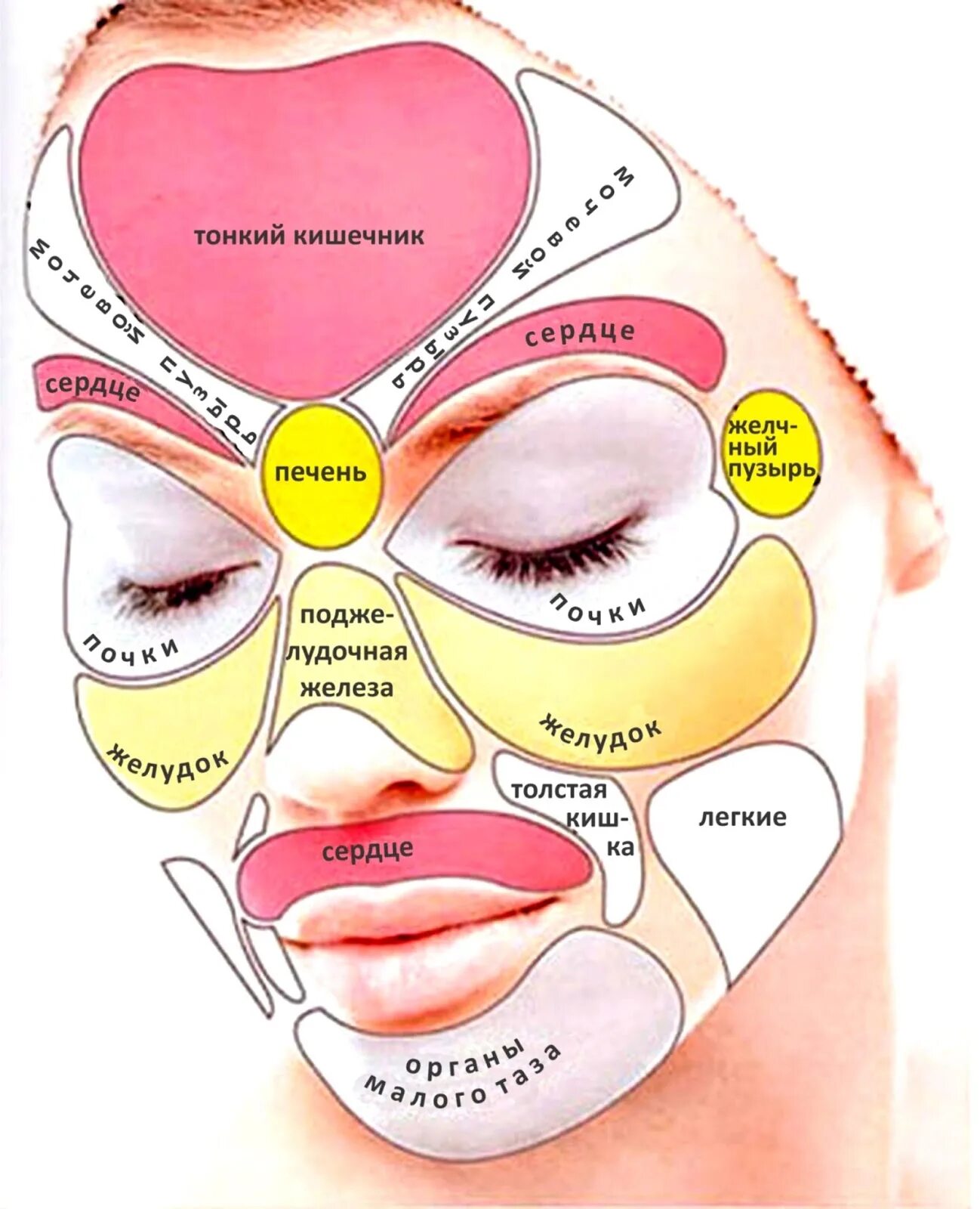 Проекция органов на лице человека по китайской медицине. Зоны органов на лице. Карта прыщей на лице.