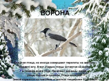 Где зиму птицы