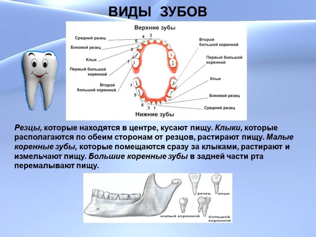 Зубы: резцы, клыки, коренные зубы.. Зубы человека резцы клыки схема. Строения зубов резцы клыки коренные. Зубы клыки моляры. Какую функцию выполняет зуб человека