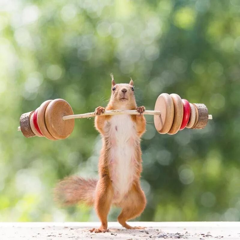 Животные спортсмены. Белка спортсменка. Солнце позитивное. Энергии и позитива на весь день. Заряд отличного настроения.