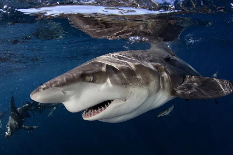 Озеро где обитают акулы единственное в мире. Никарагуа озеро никарагуа акулы. Пресноводные акулы никарагуа. Озеро никарагуа акулы. Песчаная рифовая акула.