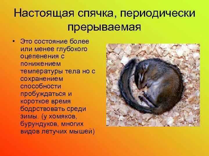 Что такое спячка в биологии. Хомяки впадают в спячку. Животные впадающие в спячку. Хомяк в спячке.