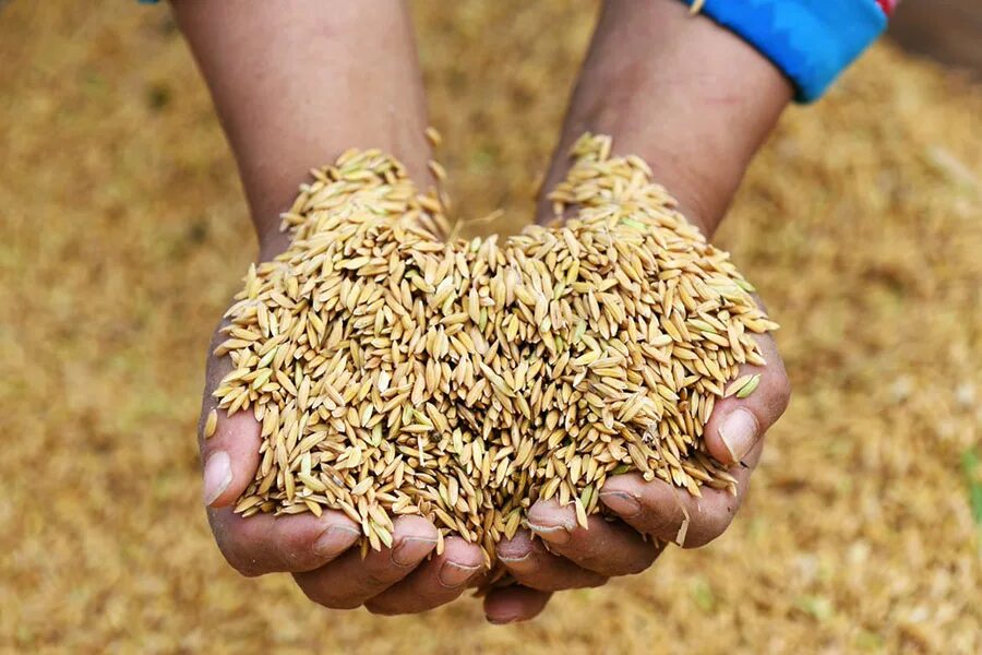 Фермеры продали 1364 т пшеницы. Сельское хозяйство Казахстана. Растениеводство Казахстана. Пшеница в Казахстане. Пшеница Карабалыкская озимая.