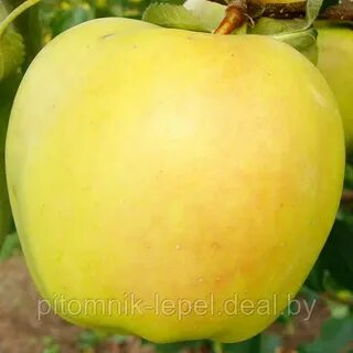 Скифское золото яблоня
